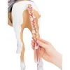 Our Generation From Hair to There Palomino Paint Horse Accessory Set for 18" Dolls 2 Our Generation From Hair to There Palomino Paint Horse Accessory Set for 18" Dolls -Our Generation Sales Shop unnamed file 17